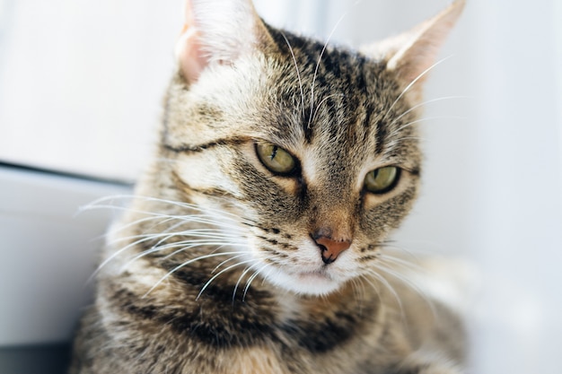 Retrato ligero de un gato en la ventana