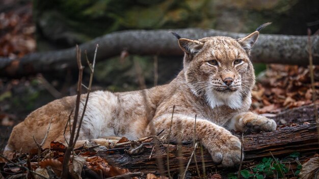 Retrato del lince de los Cárpatos