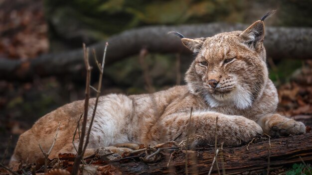 Retrato del lince de los Cárpatos