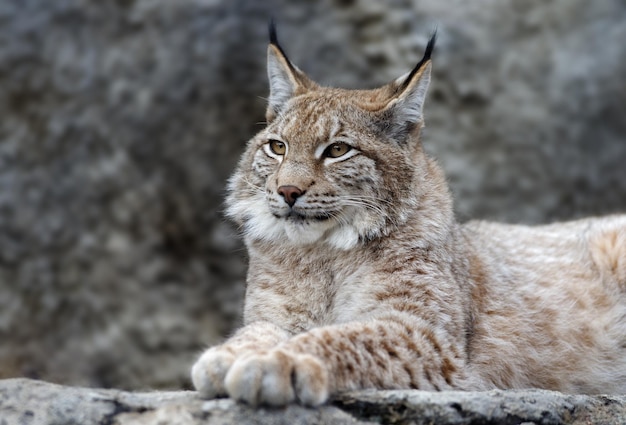 Retrato de lince joven