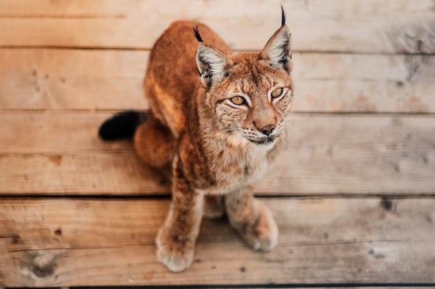 Retrato de un lince sobre un piso de madera