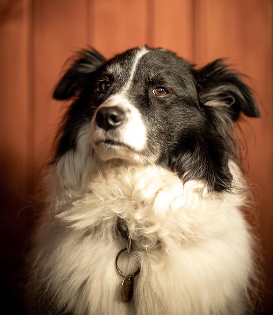 Retrato de la linda adorable hembra Border Collie en blanco y negro sobre fondo rojo