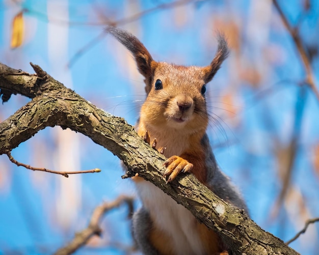 Retrato de una linda ardilla contra el cielo azul