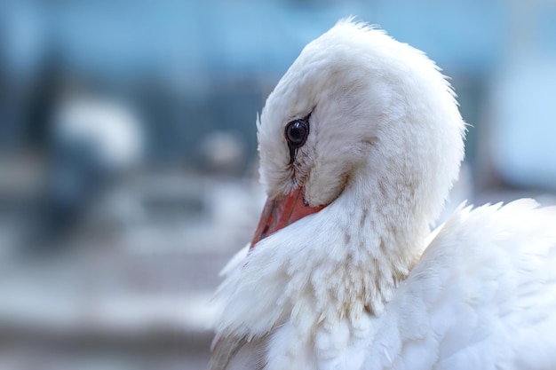 Retrato de una linda cigüeña blanca