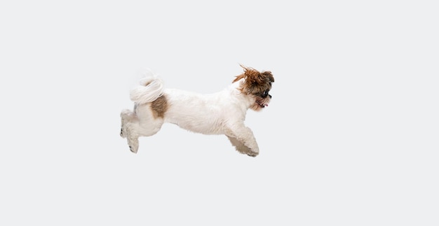 Retrato de lindo y alegre perro shih tzu volando saltando aislado sobre fondo blanco de estudio vista lateral