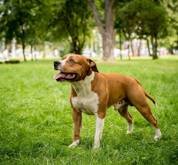 Retrato de lindo American Staffordshire Terrier en el parque