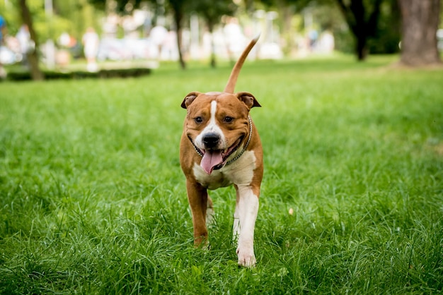 Retrato de lindo American Staffordshire Terrier en el parque.