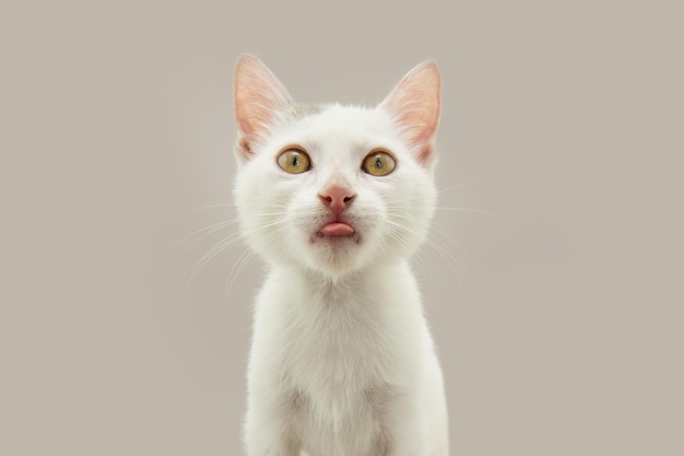 Foto retrato lindo y blanco gato sacando la lengua aislado sobre fondo gris