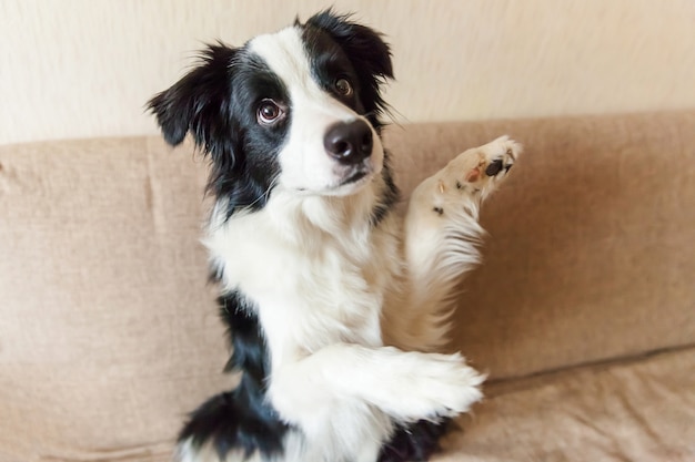 Retrato de lindo border collie en el sofá