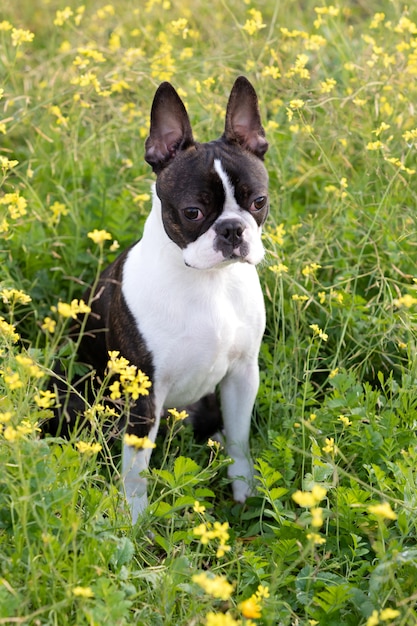 Foto retrato de un lindo boston terrier