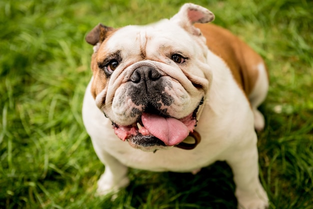 Retrato de lindo bulldog inglés en el parque.