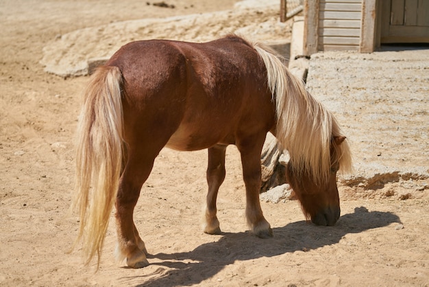 Retrato de lindo caballo en la granja