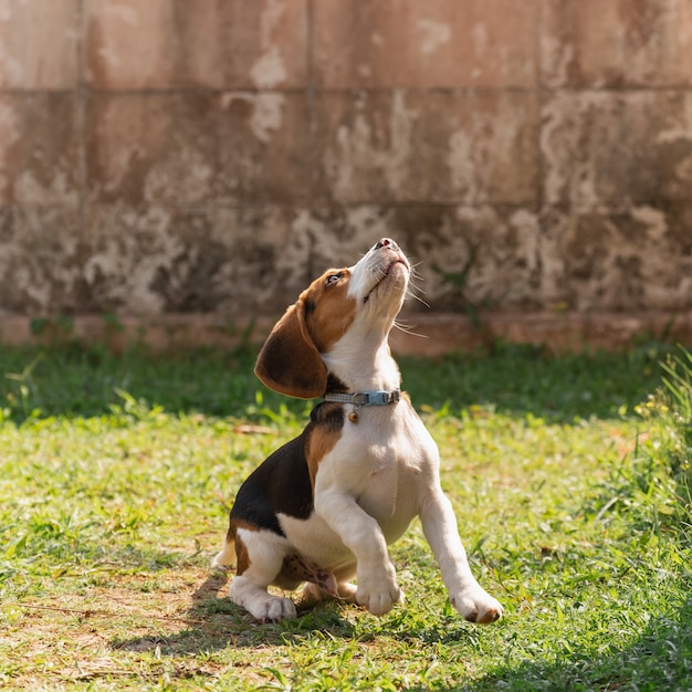 Retrato de lindo cachorro beagle de pie en el césped