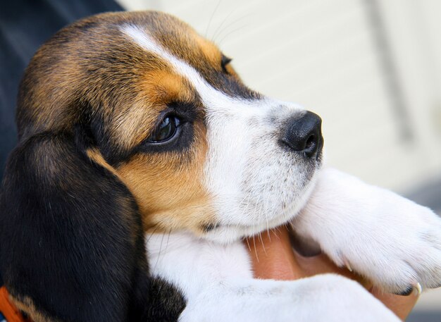 Retrato de lindo cachorro de beagle