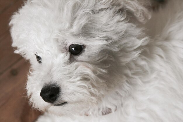 Retrato de un lindo cachorro de bichón blanco