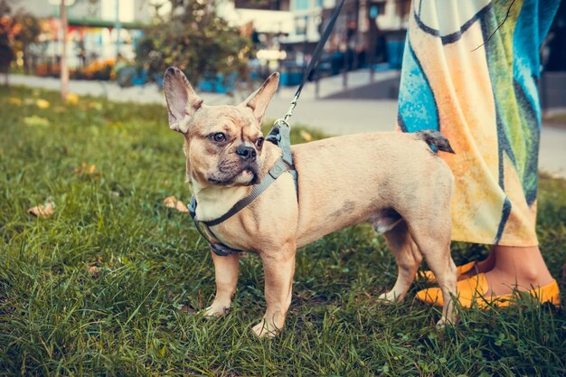 Retrato de lindo cachorro de bulldog francés al aire libre