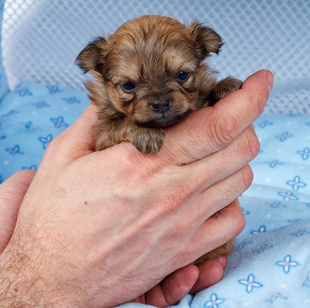 Retrato de un lindo cachorro chihuahua de pura raza en el hogar de cachorros