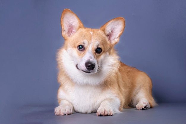 Retrato de un lindo cachorro corgi mentiroso