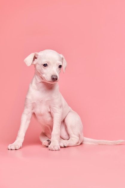 Retrato de lindo cachorro de galgo italiano aislado sobre fondo de estudio rosa Pequeño perro beagle color beige blanco