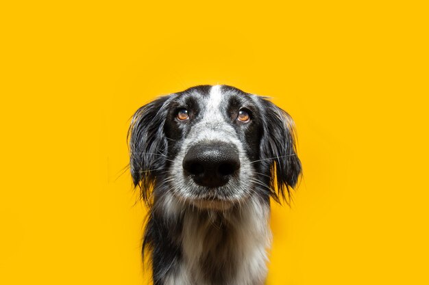 Foto retrato lindo cachorro de perro con ojos dulces aislado sobre fondo amarillo