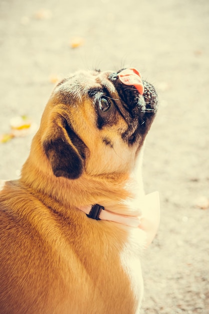 Retrato de lindo cachorro pug al aire libre