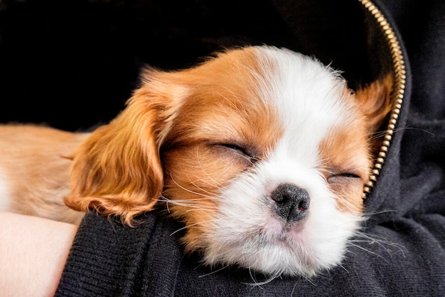 Retrato lindo cachorro de pura raza Cavalier King Charles Spaniel duerme en brazos