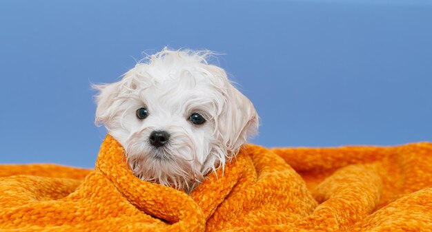 Retrato de un lindo cachorro de raza maltesa Un perro pequeño en un brillante fondo de moda Una mascota mojada envuelta en una toalla después del baño