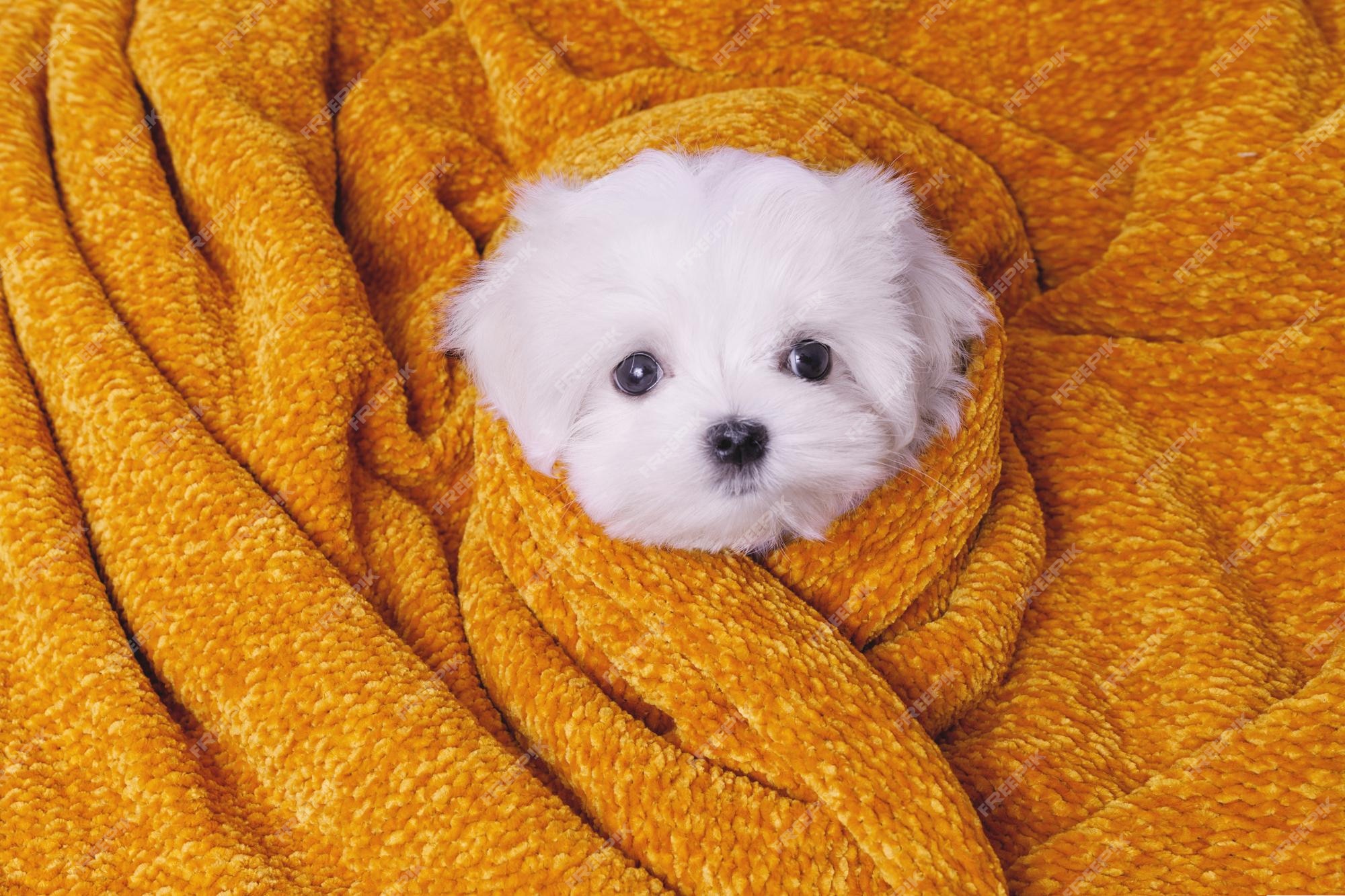 pegar tifón Europa Retrato de un lindo cachorro de raza maltesa un perro pequeño en un  brillante fondo de moda una mascota mojada envuelta en una toalla después  del baño | Foto Premium