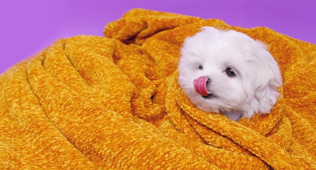 Retrato de un lindo cachorro de raza maltesa Un perro pequeño en un brillante fondo de moda Una mascota mojada envuelta en una toalla después del baño