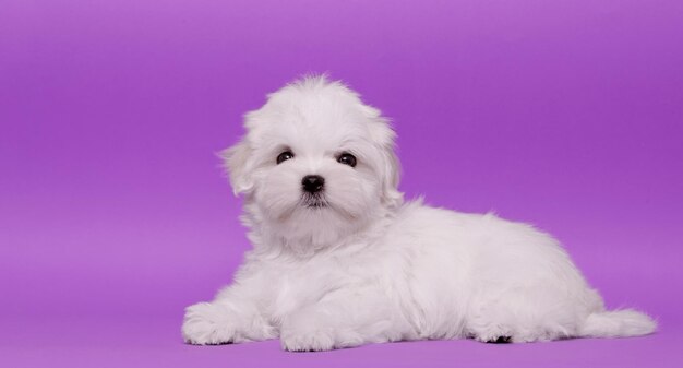 Retrato de un lindo cachorro de raza maltesa Un perro pequeño en un brillante fondo de moda