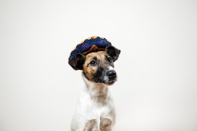 Retrato de lindo cachorro en sombrero tradicional mexicano posando en blanco Smooth fox terrier perro vestido con sombrero sombrero sentado en aislado