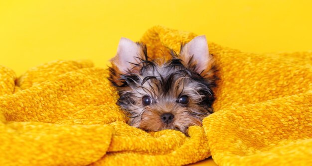 Retrato de un lindo cachorro Yorkshire Terrier Un perro pequeño sobre un fondo blanco Una mascota mojada envuelta en una toalla después del baño