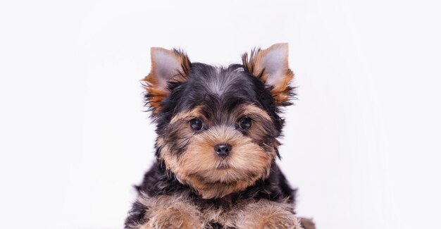 Retrato de un lindo cachorro Yorkshire Terrier Un perro pequeño sobre un fondo blanco