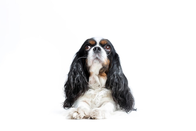 Retrato de lindo cavalier spaniel mirando hacia arriba aislado sobre fondo blanco.