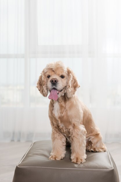 Retrato de lindo cocker spaniel en casa