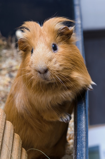 Foto retrato de lindo conejillo de indias rojo