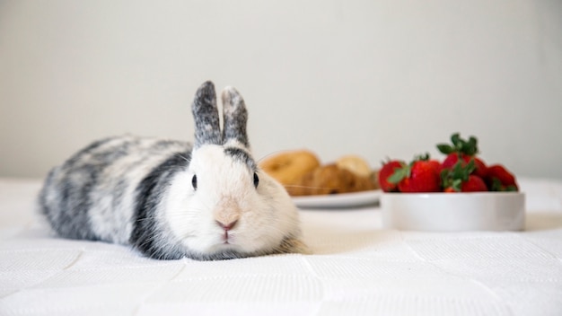Retrato de un lindo conejo acostado en la mesa