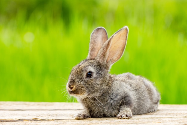 Foto retrato de un lindo conejo gris esponjoso con orejas en verde natural