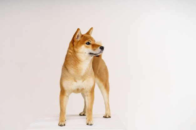 Retrato de lindo y feliz perro shiba inu sobre fondo claro pelirrojo perro japonés sonriendo mientras ...