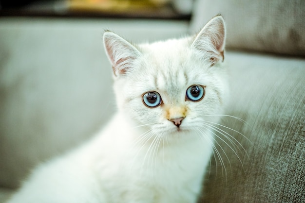 Retrato de un lindo gatito británico con ojos azules sobre un fondo gris