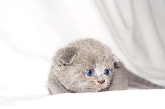 Retrato de un lindo gatito escocés gris sobre un fondo blanco El concepto de encantadores gatos domésticos Copiar espacio para texto