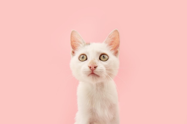 Retrato lindo gatito gato mirando hacia arriba aislado sobre fondo rosa pastel