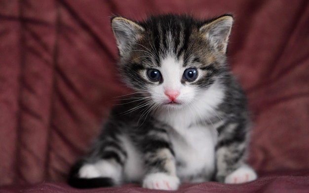 Retrato de un lindo gatito con hermosos ojos.