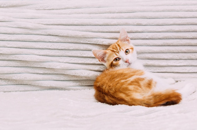 Retrato de un lindo gatito jengibre en la cama