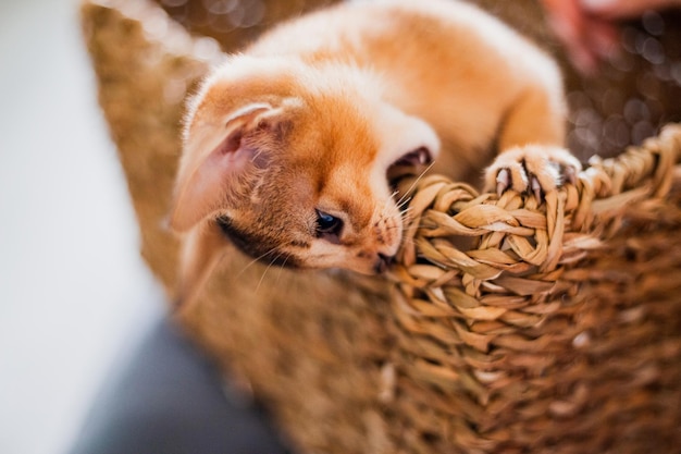 Retrato lindo gatito de jengibre rojo abisinio con grandes orejas en cesta de mimbre marrón en casa feliz