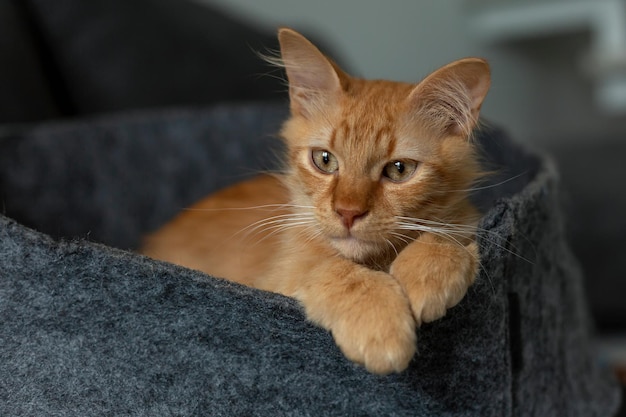 Retrato de un lindo gatito pelirrojo