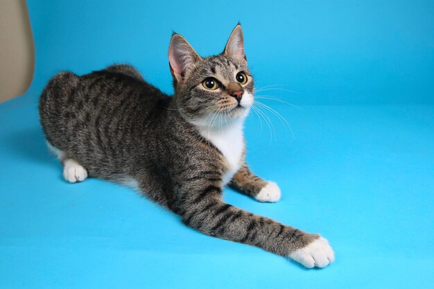 Retrato de un lindo gatito rayado gris y blanco acostado en azul