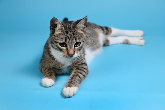 Retrato de un lindo gatito rayado gris y blanco acostado en azul