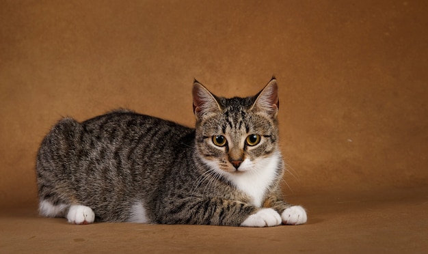 Retrato de un lindo gatito rayado gris y blanco acostado sobre fondo marrón