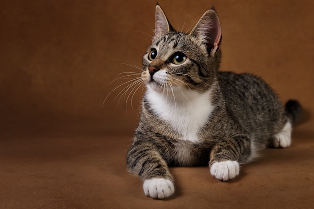 Retrato de un lindo gatito rayado gris y blanco acostado